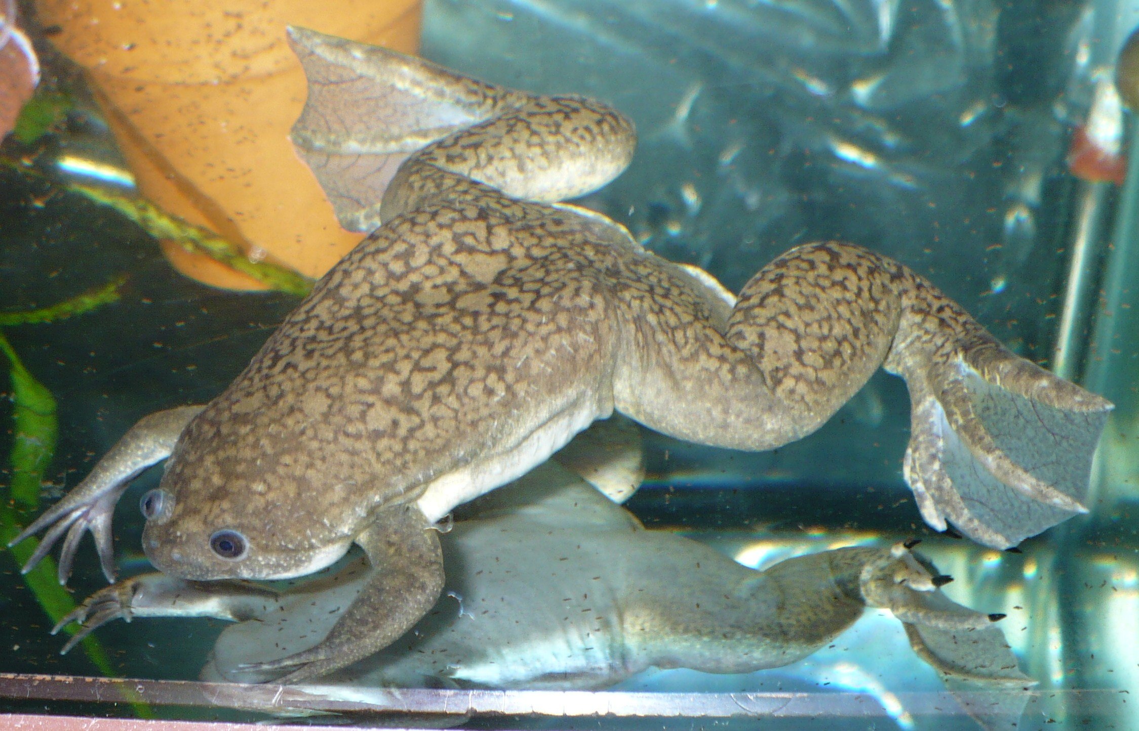 Are African Dwarf Frogs Territorial?