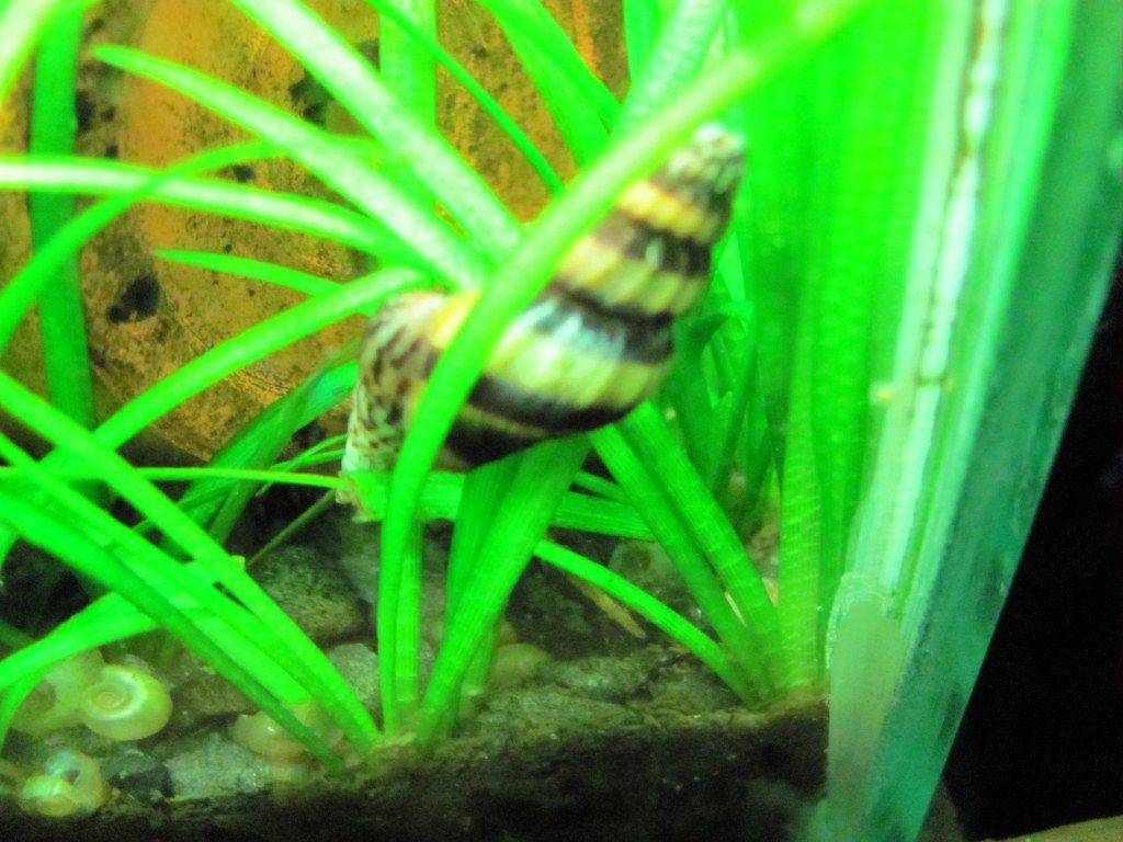 Assassin Snails Resources Aquarimax Pets