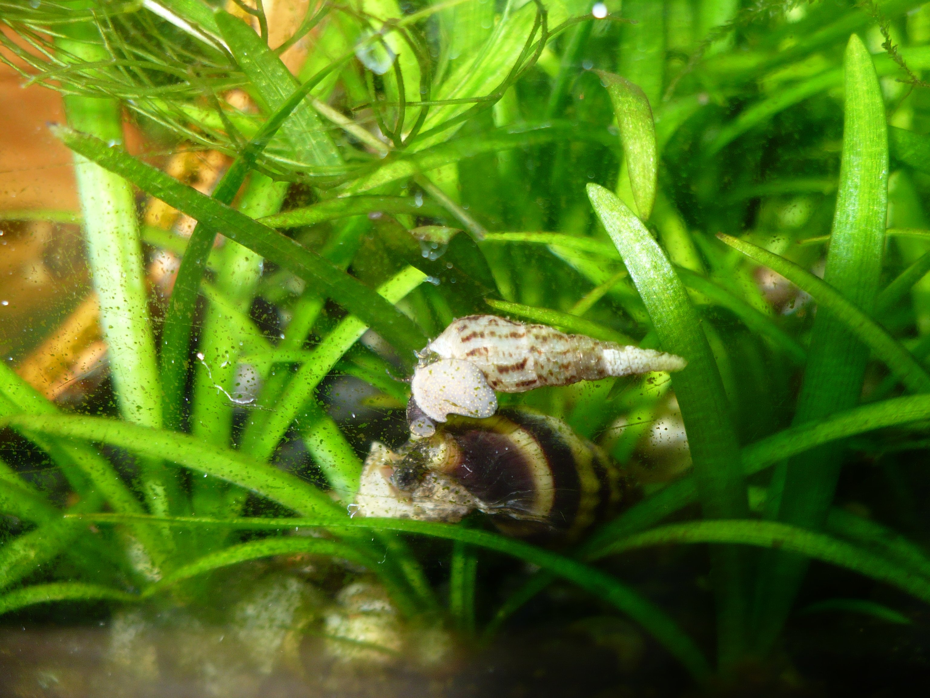 assassin and trumpet snail