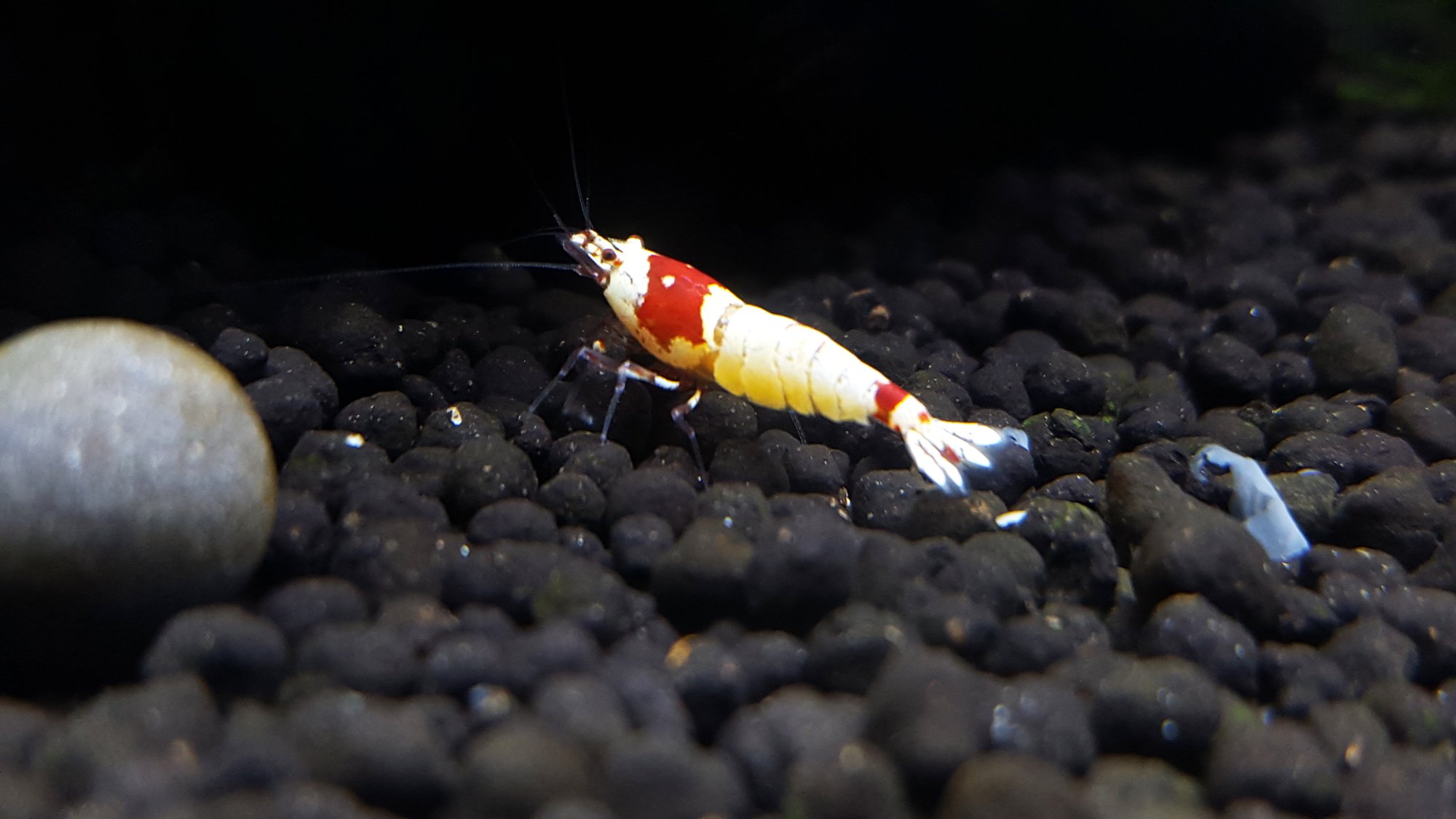 shrimp12