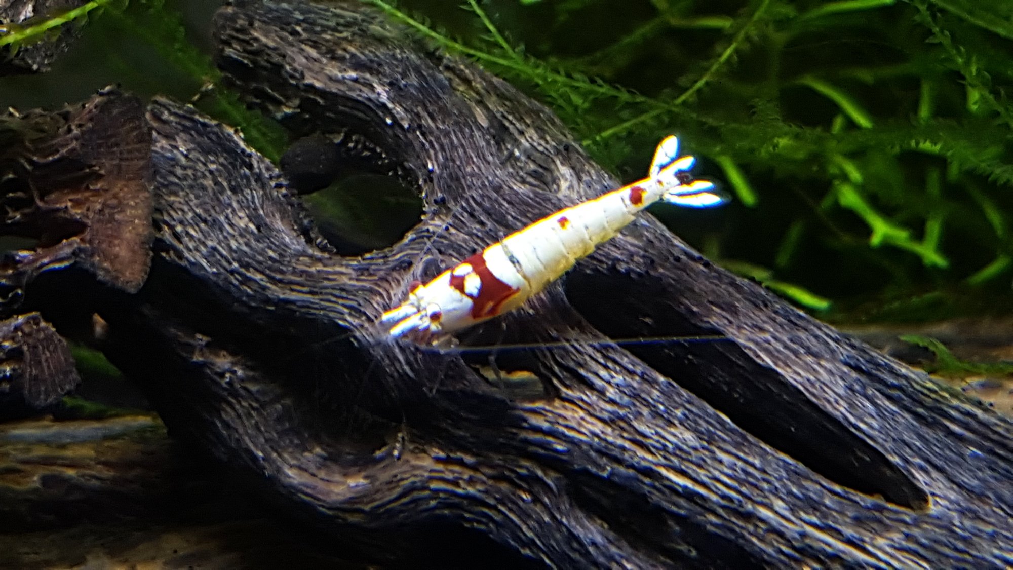 shrimp13