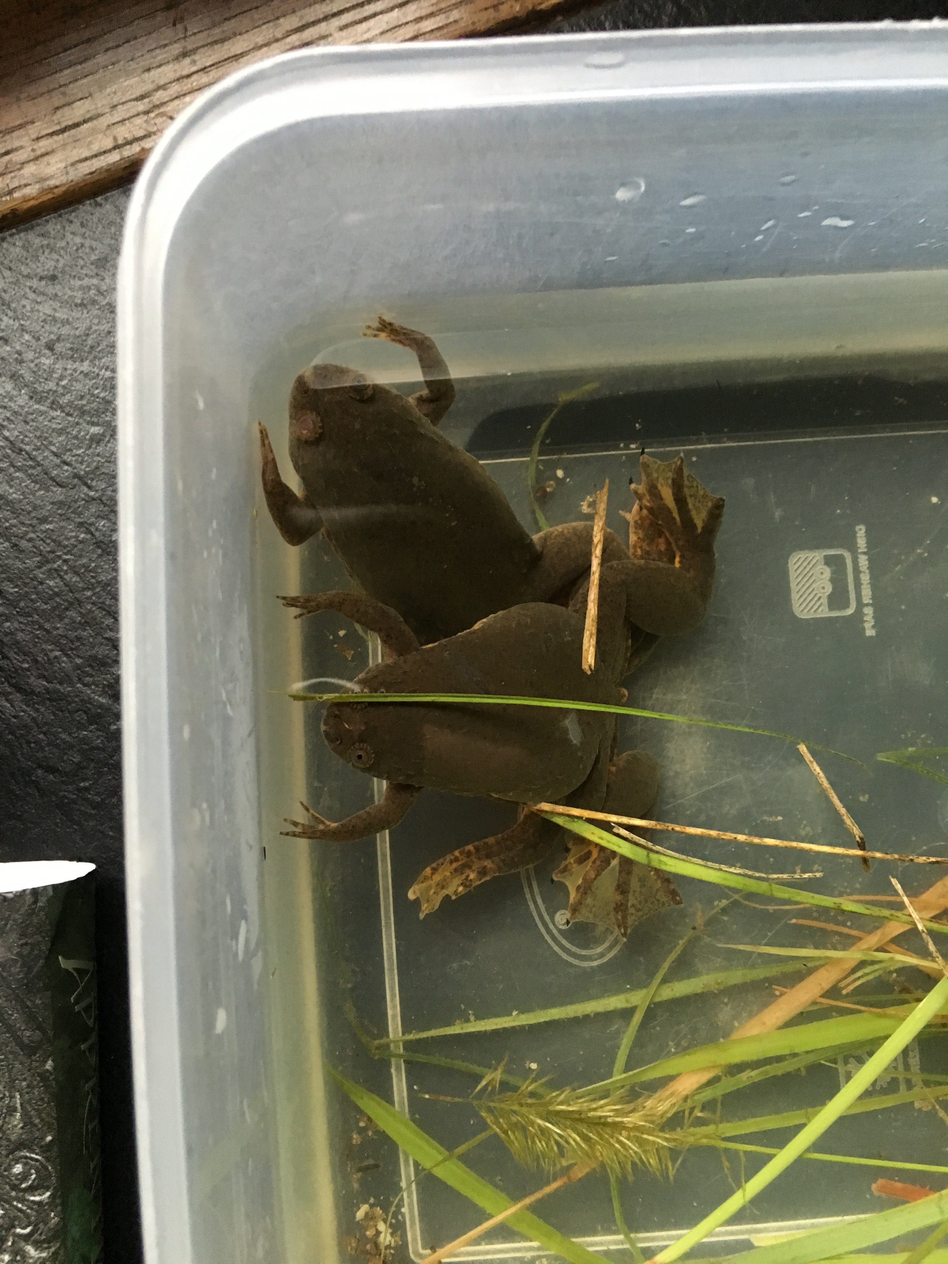two Xenopus frogs caught in Tanzania