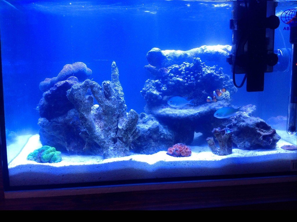 after algae