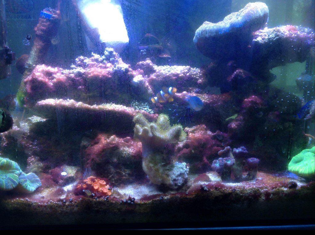 before algae