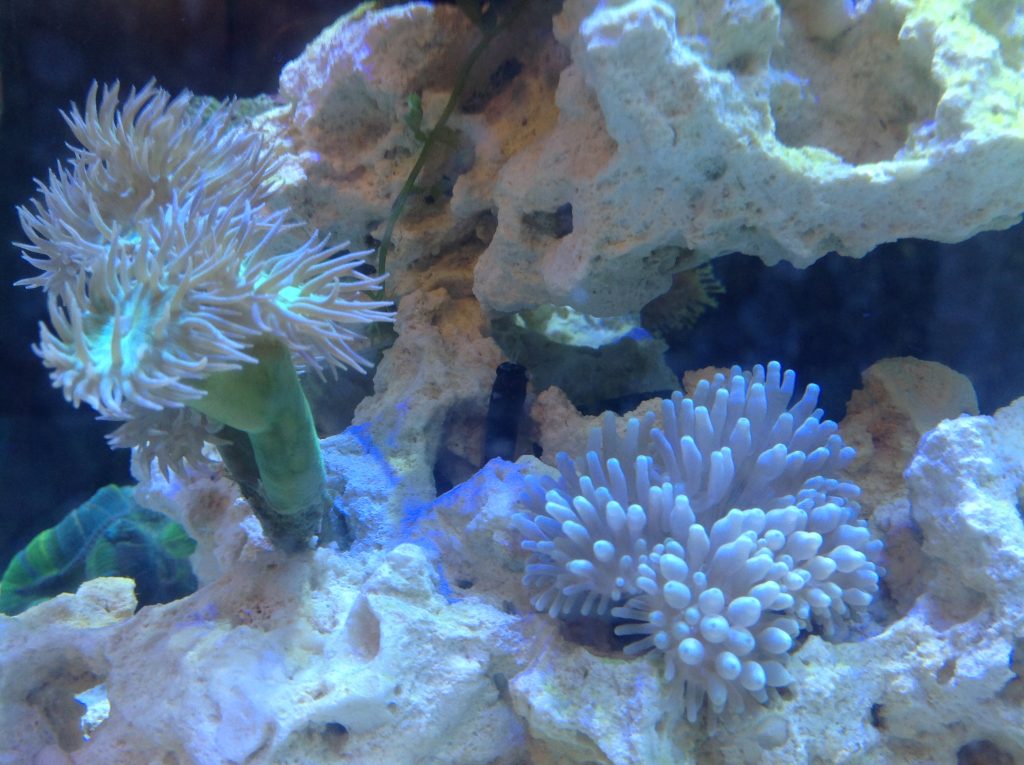 Bicolor Blenny