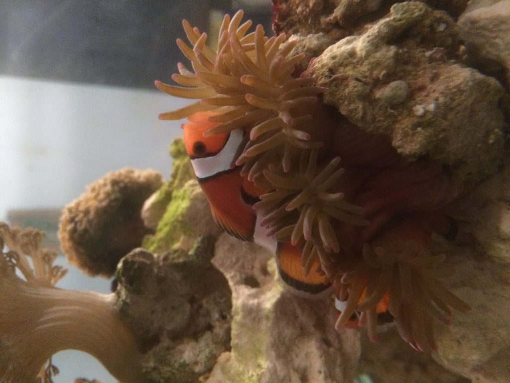 Clownfish in Anemone