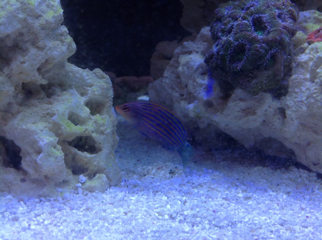 Six-line Wrasse