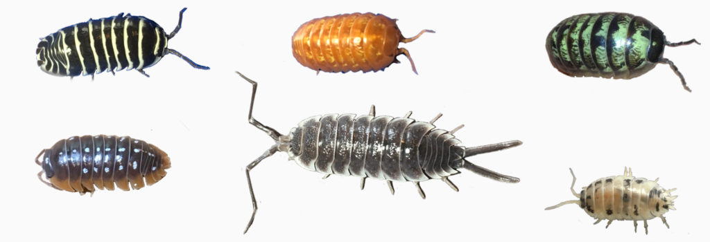 Zebra Isopods For Sale - KaronMarsaili