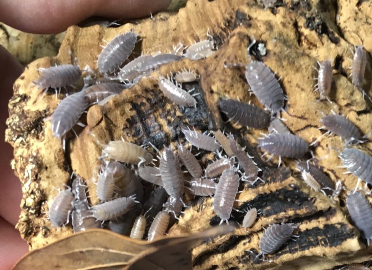 Isopod species I keep Aquarimax Pets