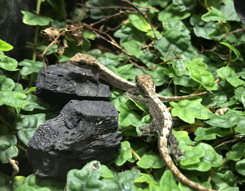 Mourning Geckos | Aquarimax Pets